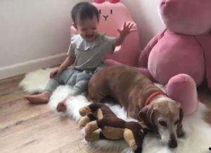 人狗啪啪啪视频,道德底线何在?