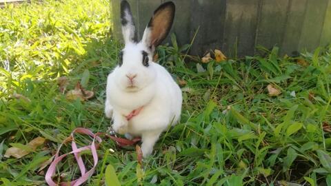 兔子在线视频,趣味互动,轻松学习新技能