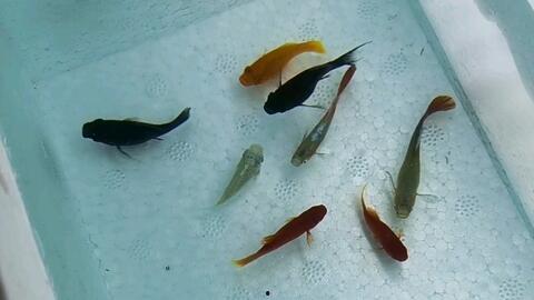 小鱼下崽视频,小鱼育儿奇观大揭秘