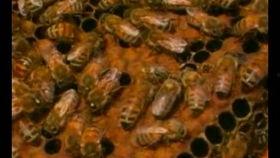 蜜蜂养殖视频,从视频中学到的养殖秘诀