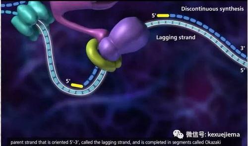 dna复制视频,视频解析生命遗传奥秘