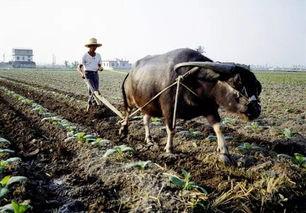 耕牛视频,探寻农耕文明的传承与变迁