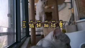 动物笑话视频
